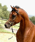 Ashtar Dark Ali