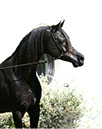 Ashtar Dark Ali