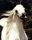 Ashtar Dark Ali