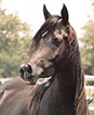Ashtar Dark Ali