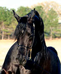 Ashtar Dark Ali