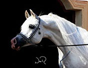 Ashtar Dark Ali