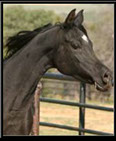 Ashtar Dark Ali