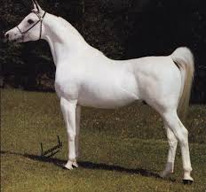 Ashtar Dark Ali