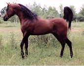 Ashtar Dark Ali