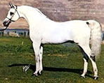 Ashtar Dark Ali