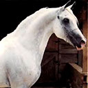 Ashtar Dark Ali