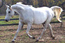 Ashtar Dark Ali