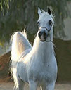 Ashtar Dark Ali