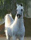 Ashtar Dark Ali