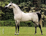 Ashtar Dark Ali