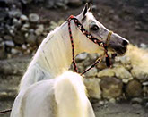Ashtar Dark Ali