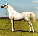 Ashtar Dark Ali