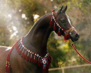 Ashtar Dark Ali