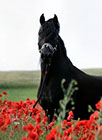 Ashtar Dark Ali