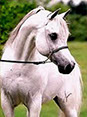 Ashtar Dark Ali