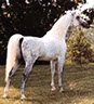 Ashtar Dark Ali