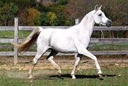 Ashtar Dark Ali