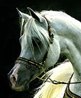 Ashtar Dark Ali
