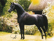 Ashtar Dark Ali
