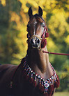 Ashtar Dark Ali